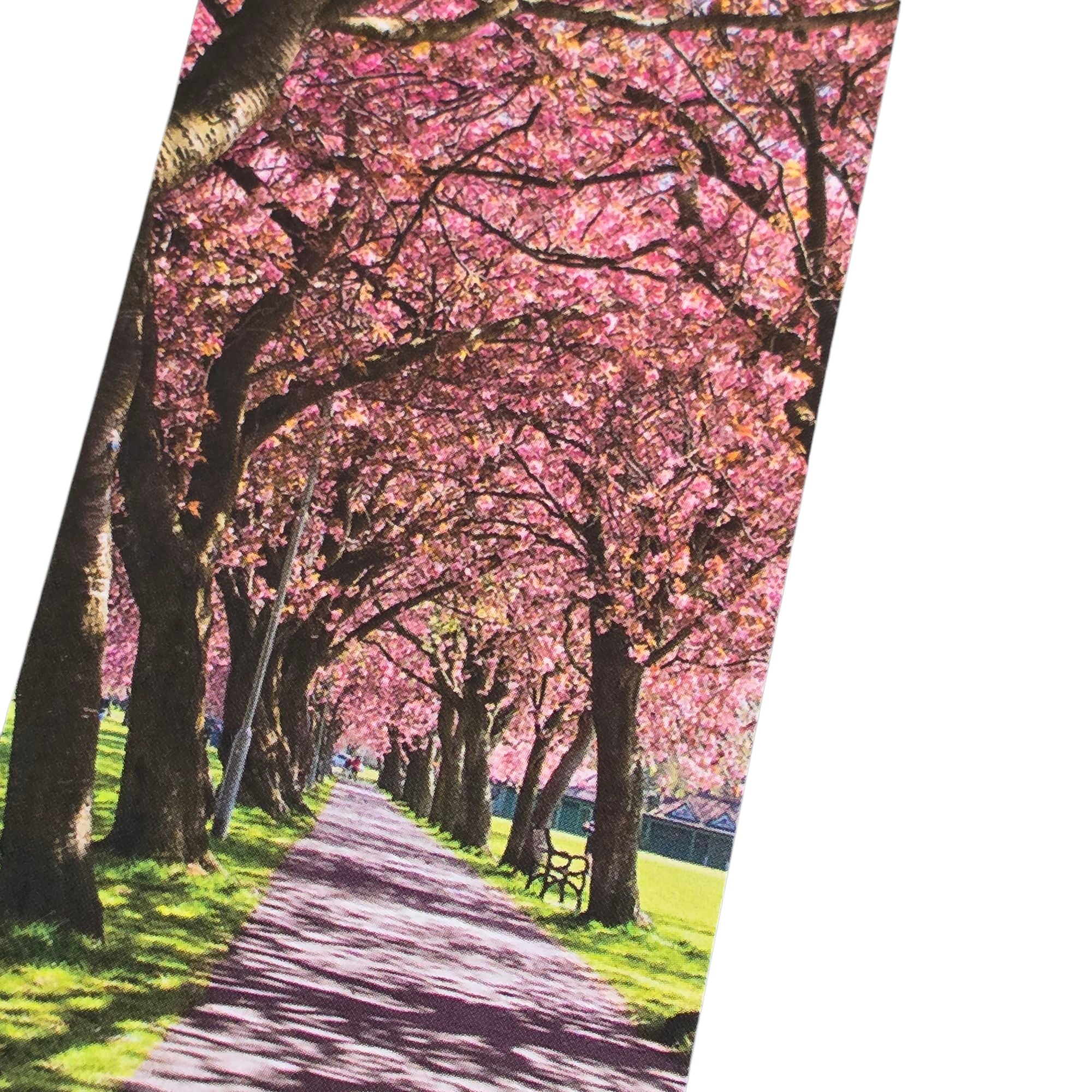 Pathway lined with cherry blossom trees in full bloom