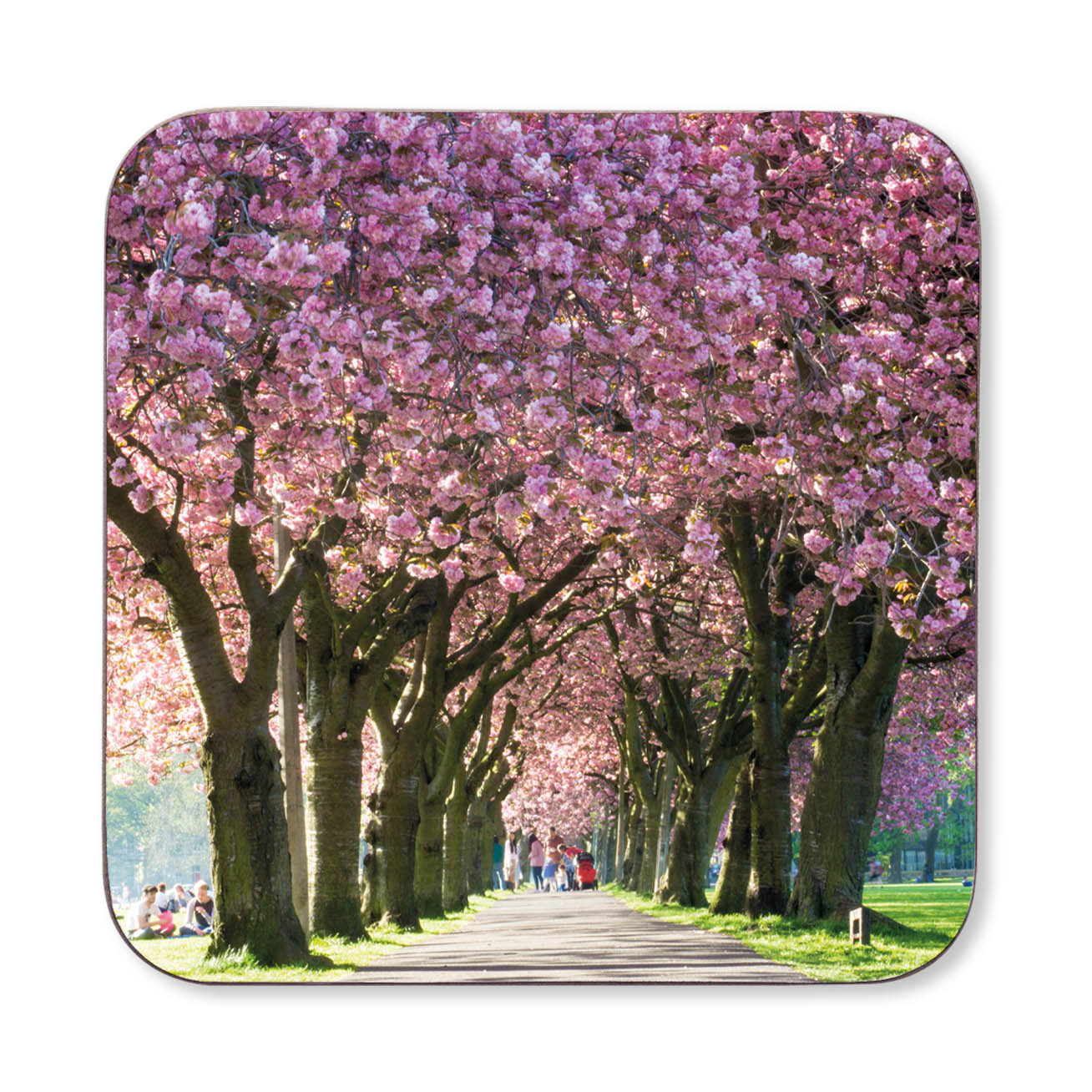 Coaster with a design of cherry blossom trees in full bloom.