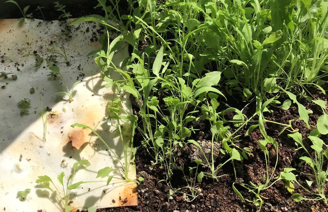 Young plants growing in soil.