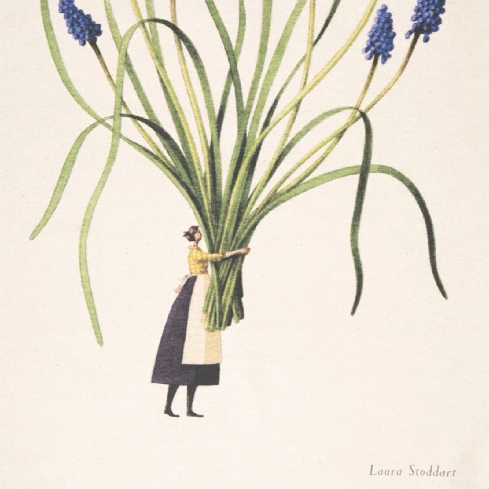 Illustration of a person holding a large bundle of green plants with purple flowers, signed 'Laura Stoddart'.