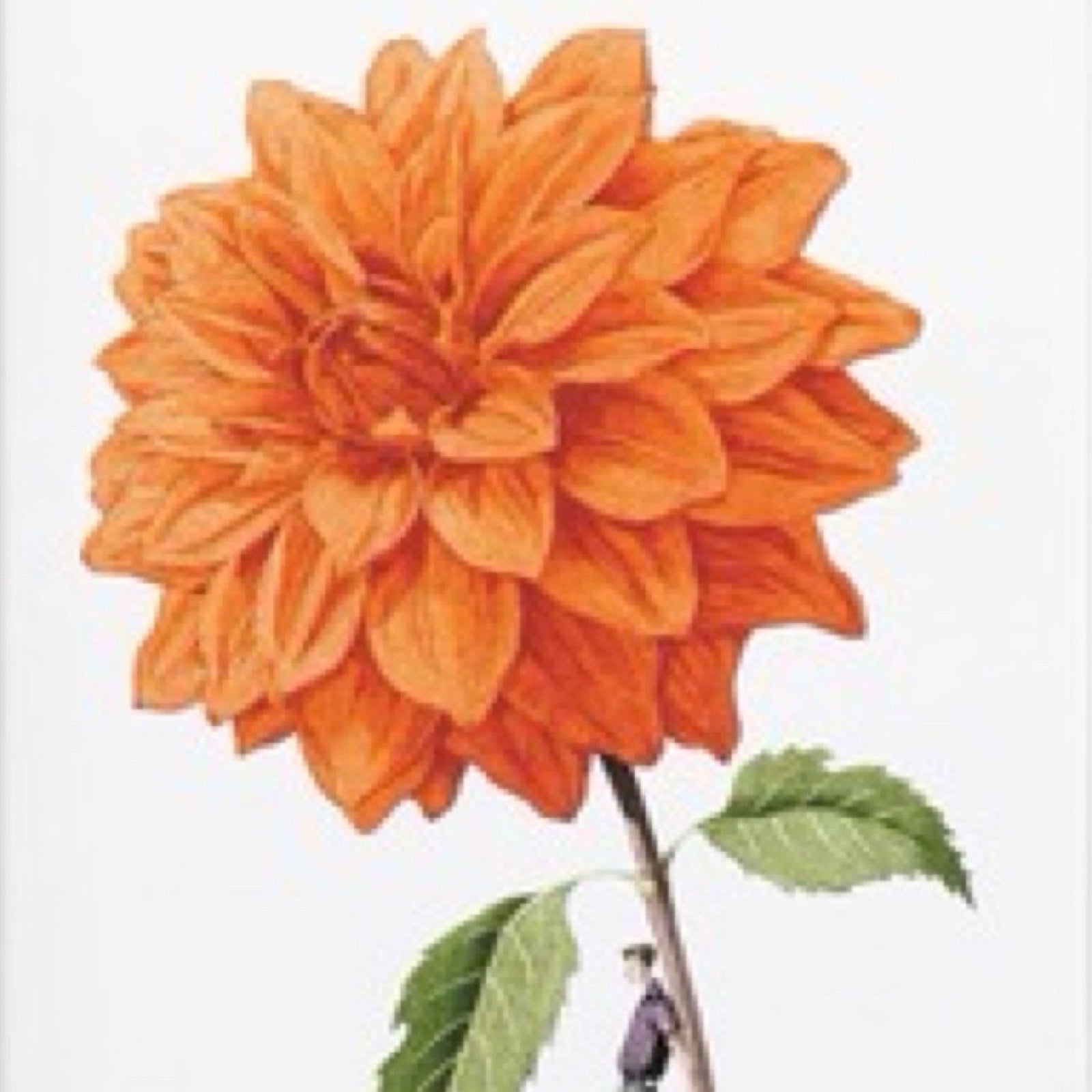 Illustration of an orange flower with green leaves on a white background.