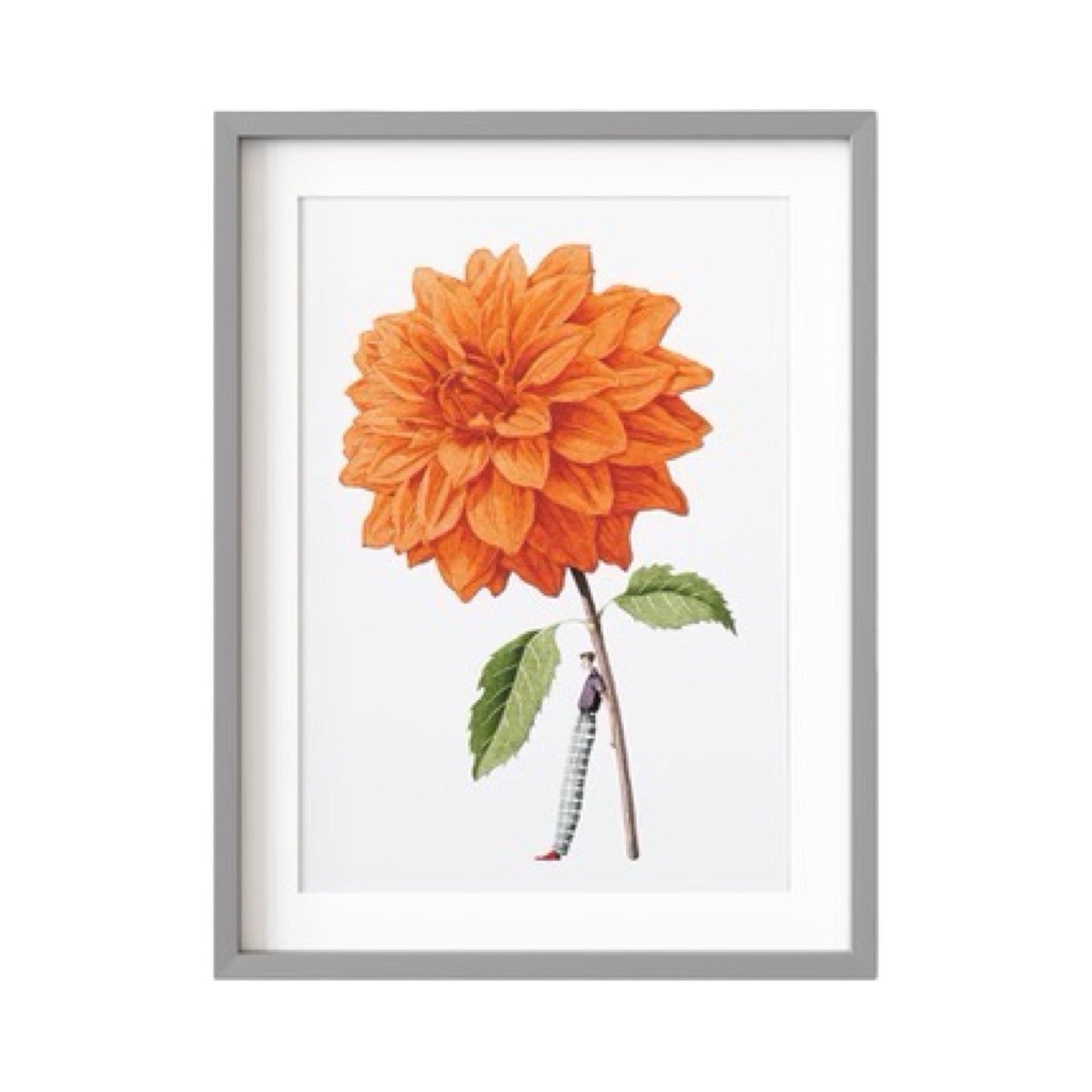 Floral mounted print featuring a beautiful illustration of a fabulously dressed man holding a giant orange dahlia.