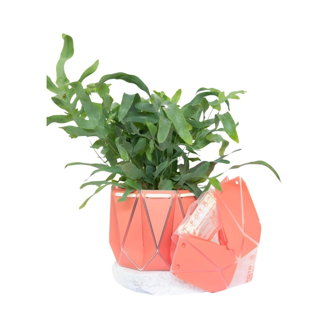 A coral coloured recycled plastic plant pot with a green plant inside and a coral coloured folded recycled plastic plant pot.