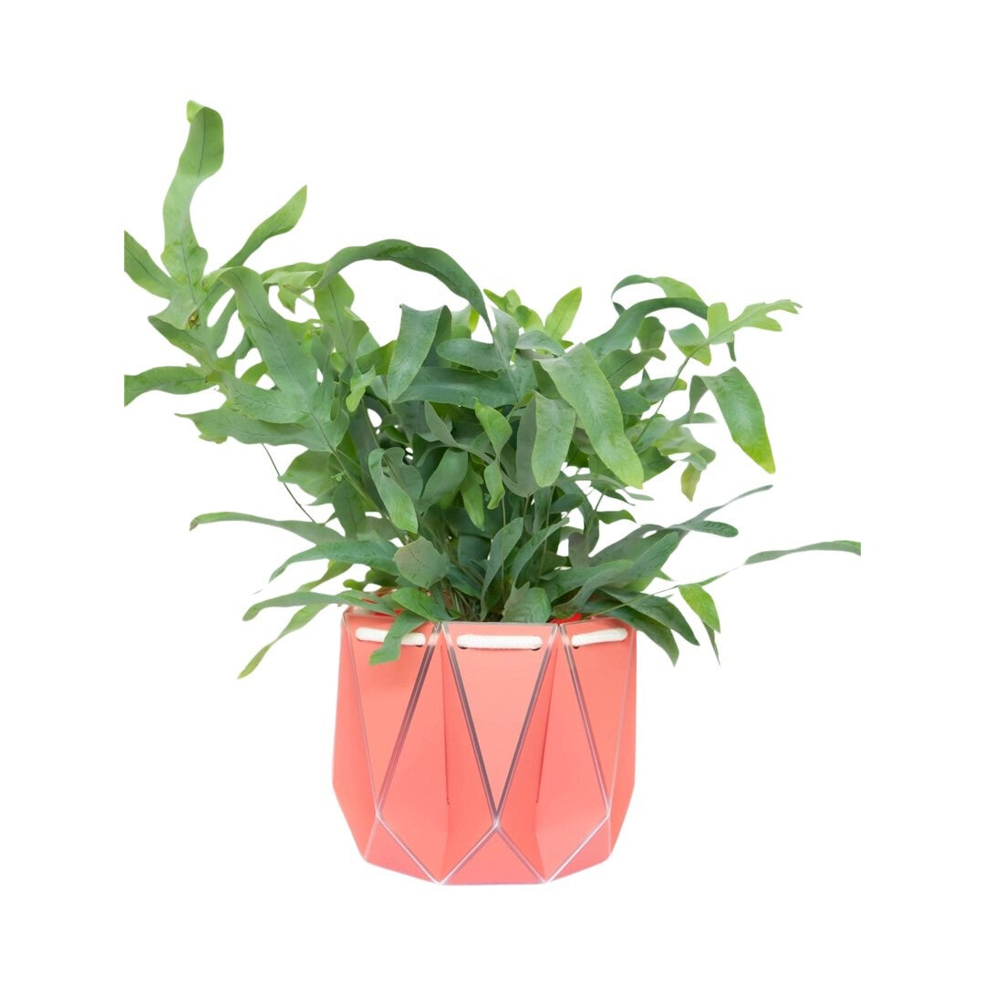 A coral coloured recycled plastic plant pot with a green plant inside.