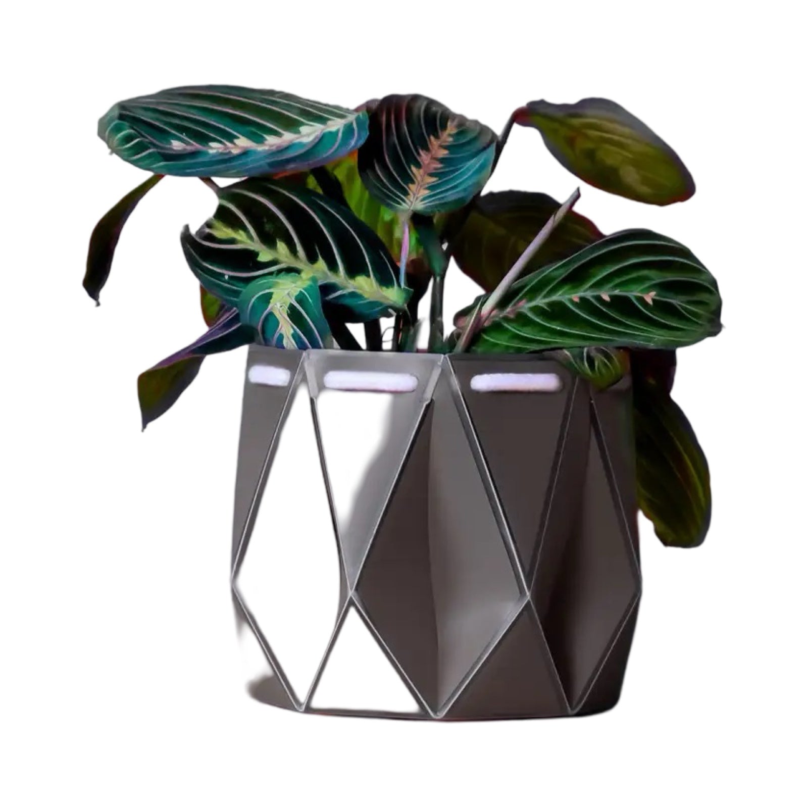 A grey coloured recycled plastic plant pot with a green plant inside