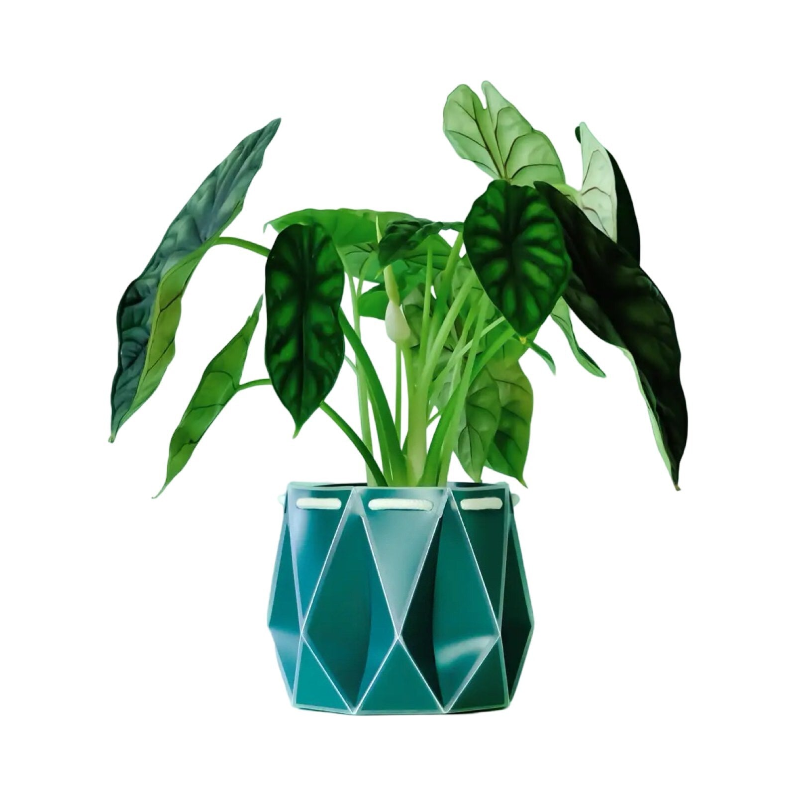 A teal coloured recycled plastic plant pot with a green plant inside.