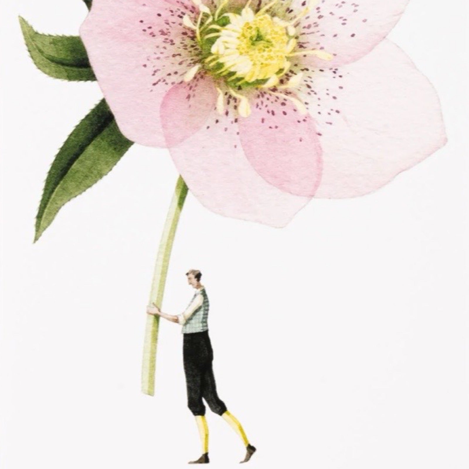 Illustration of a man holding a large pink flower with a white background.