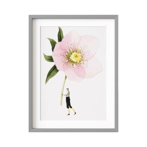 A floral print of a man holding a gorgeous giant pink hellebore flower. 