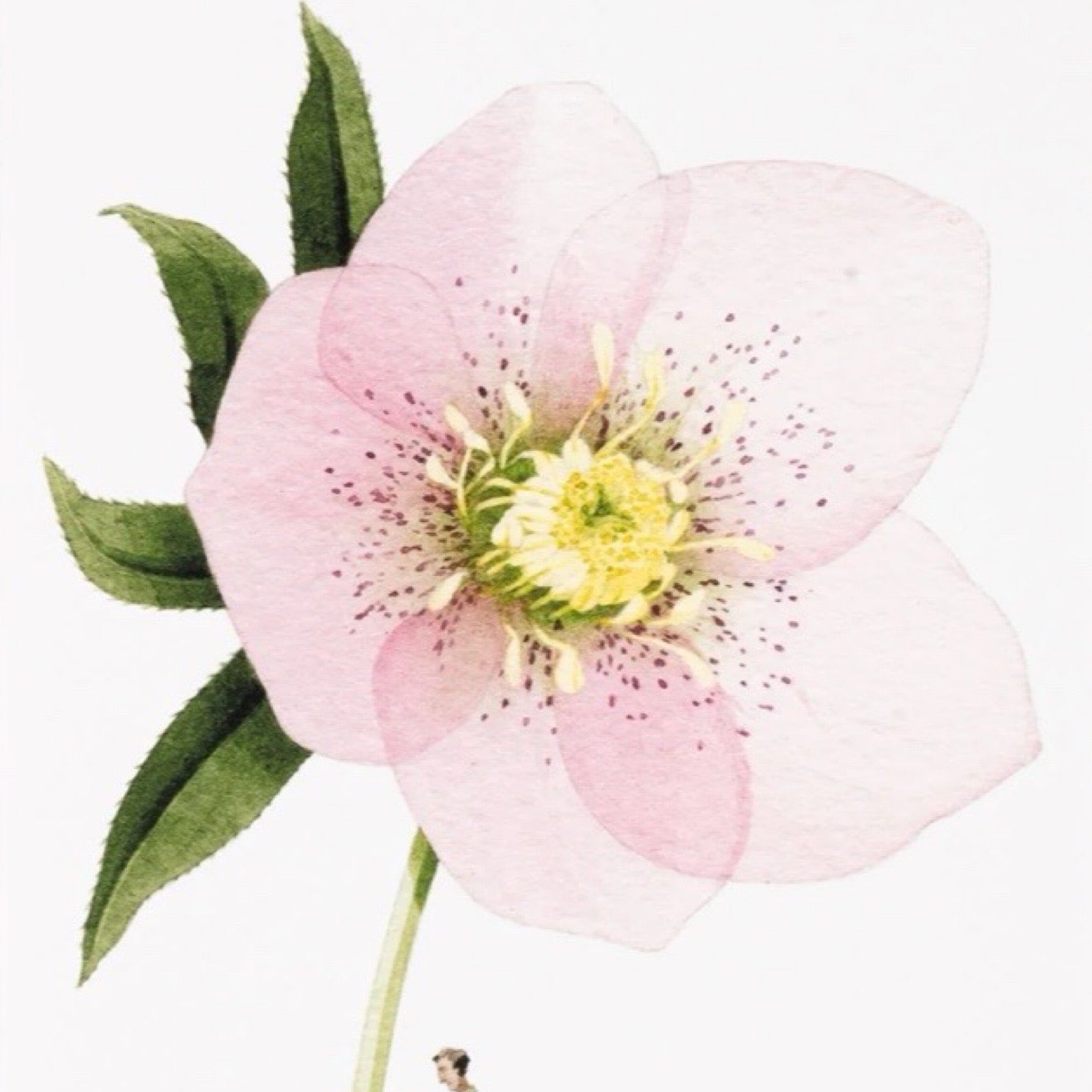 Close-up of a pink flower with green leaves on a white background.