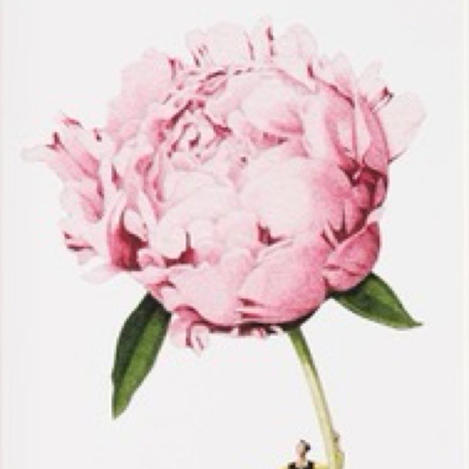 Pink peony flower with green leaves on a white background.