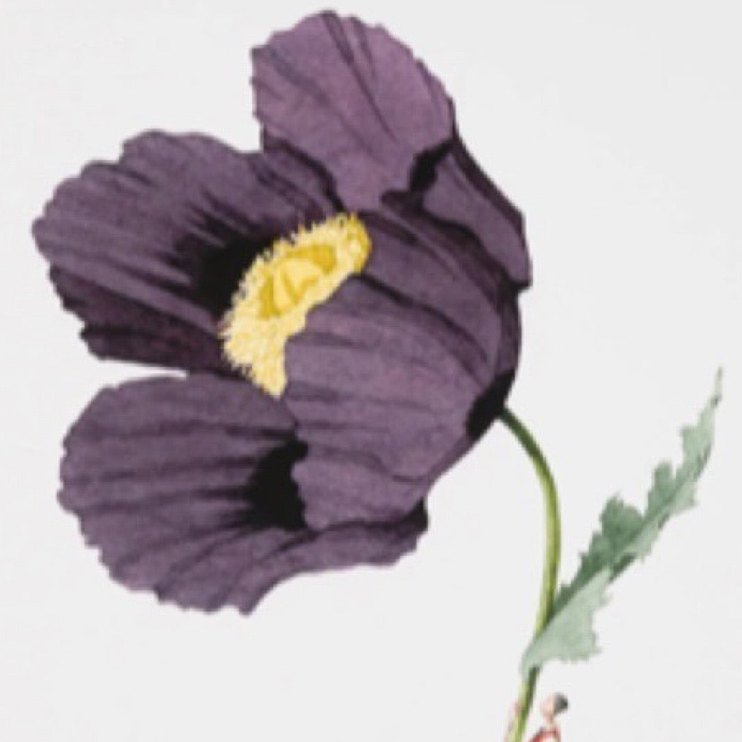 Purple flower with a yellow center on a white background.