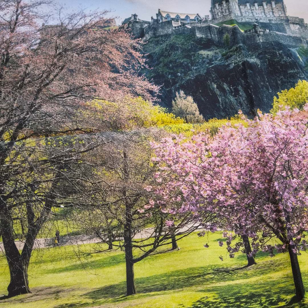 Cherry blossom trees in full bloom with a castle on a hill in the background