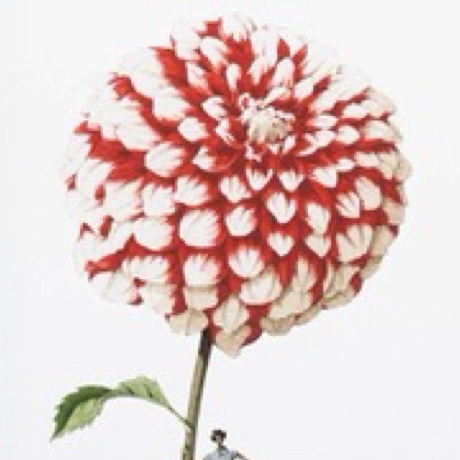 Red and white decorative flower on a white background.