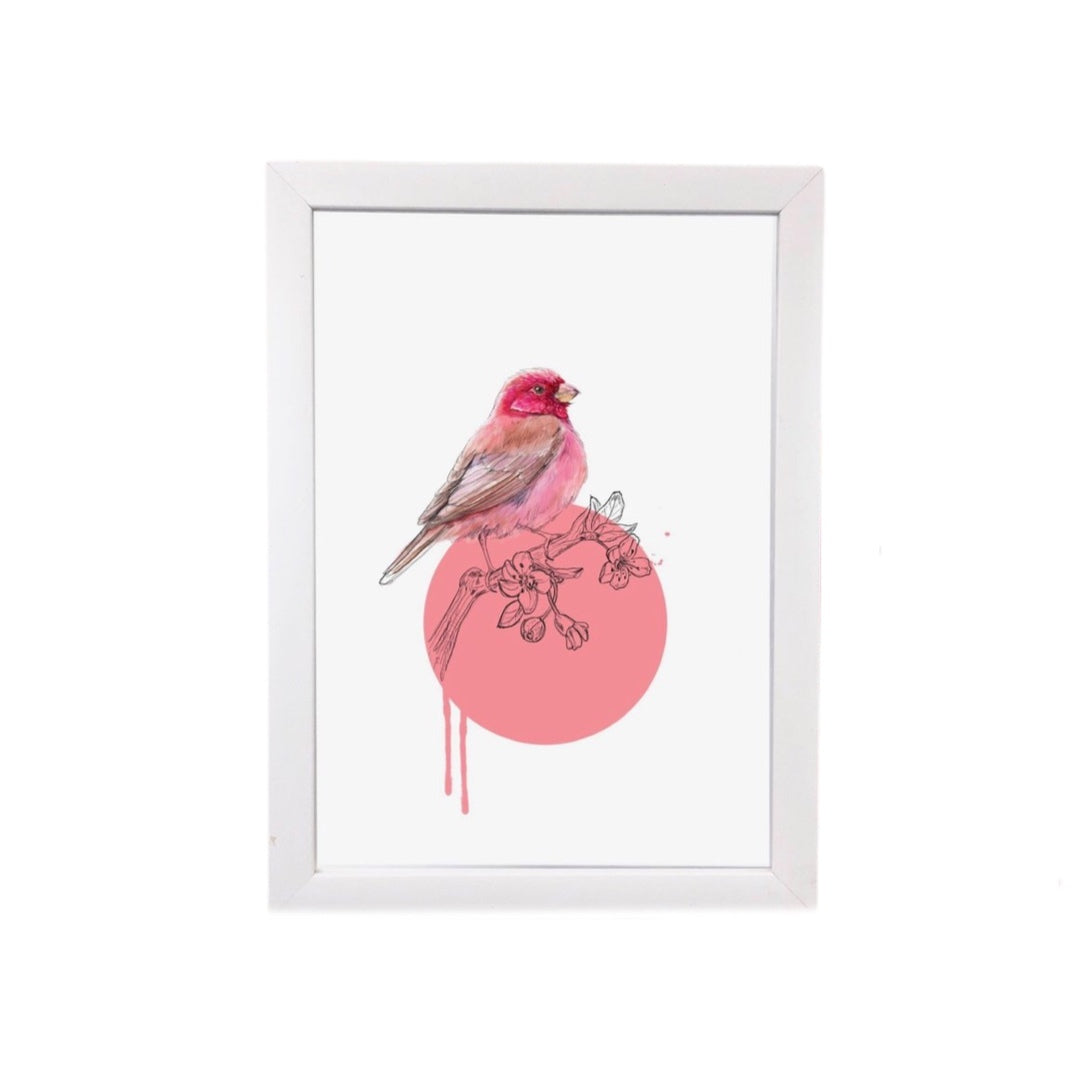 Rose Finch Print