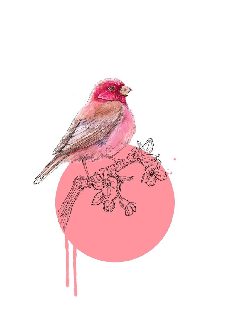 Rose Finch Print