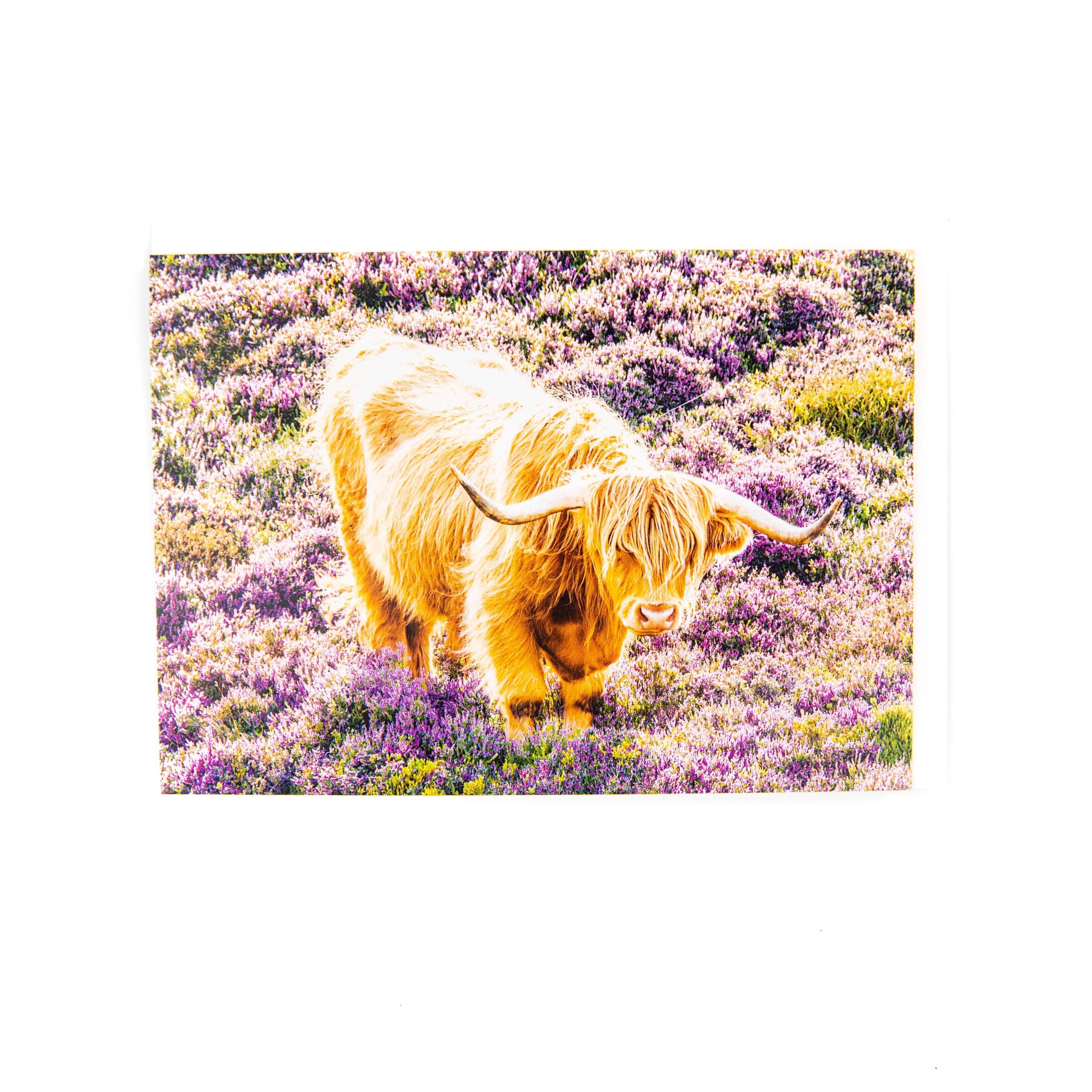 Highland Cow Heather Card