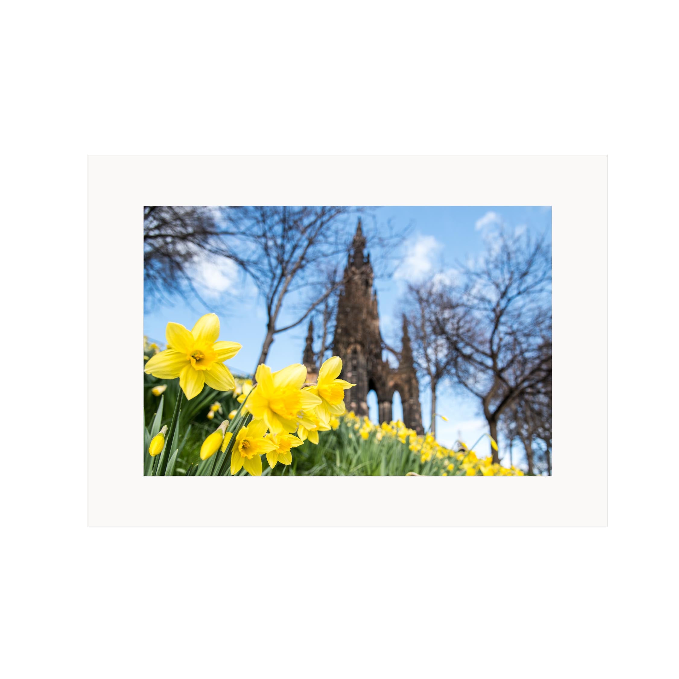 An image of daffodils in front of the Scott Monument in a mount.
