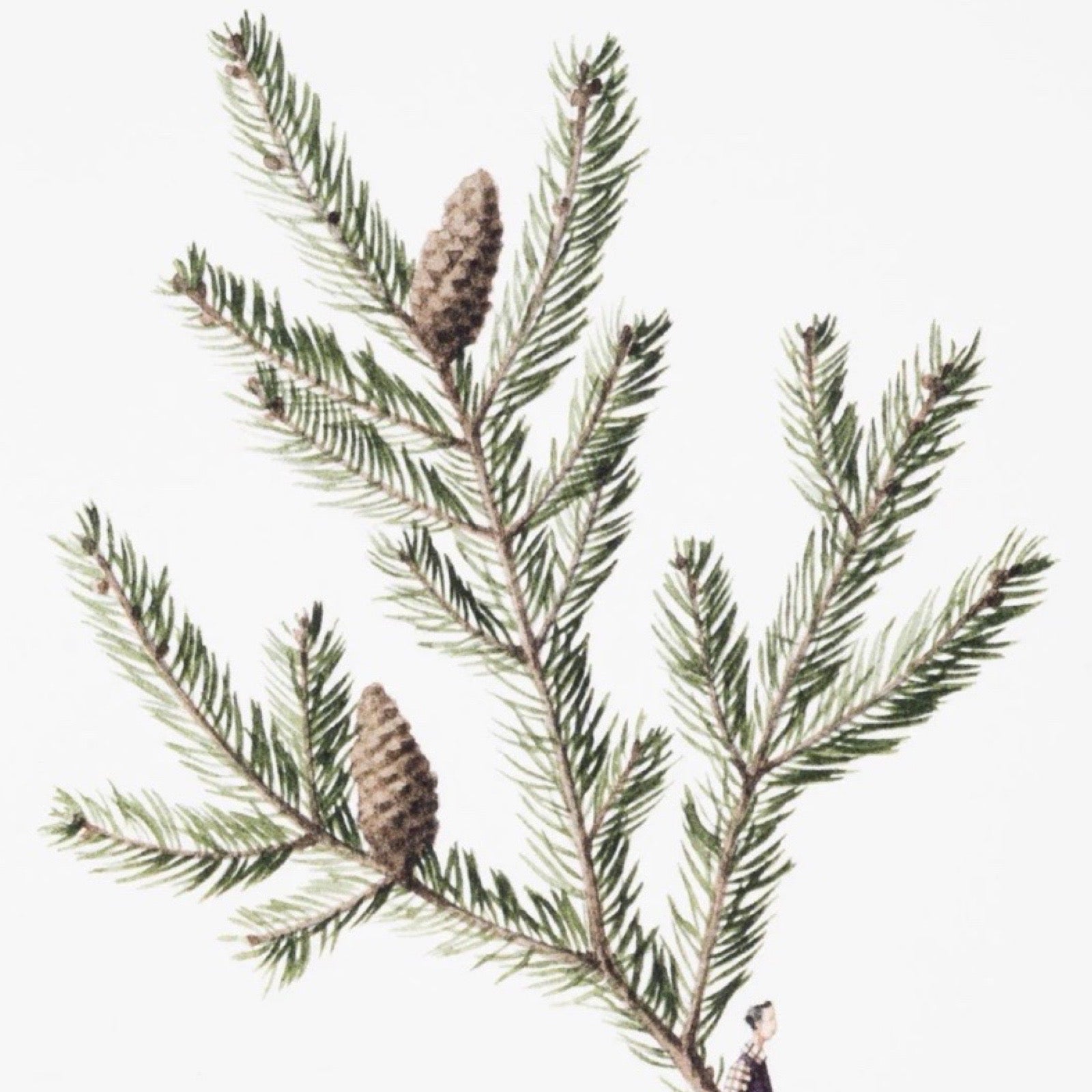 Illustration of pine branches with cones on a white background.