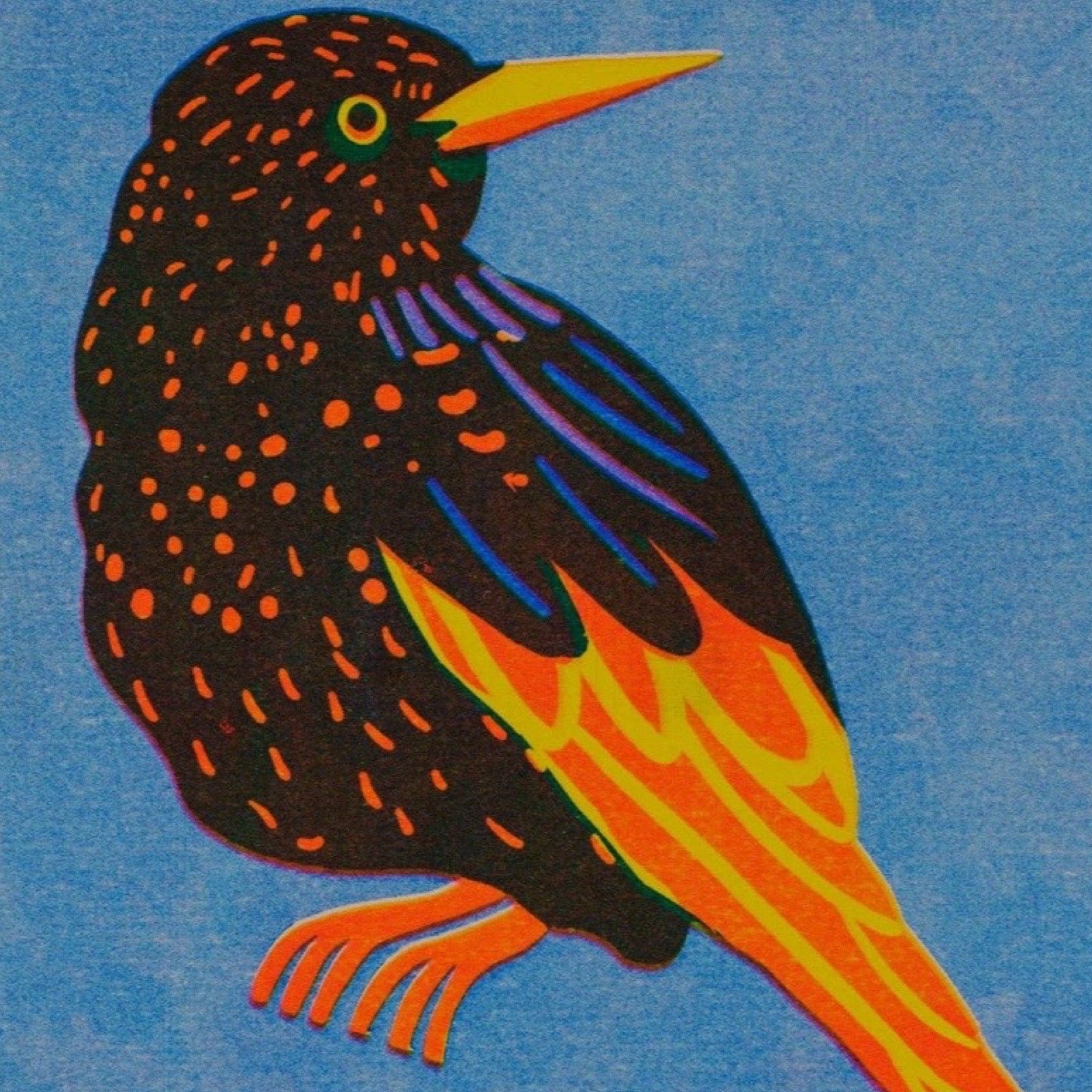 Colourful bird illustration on a blue background.