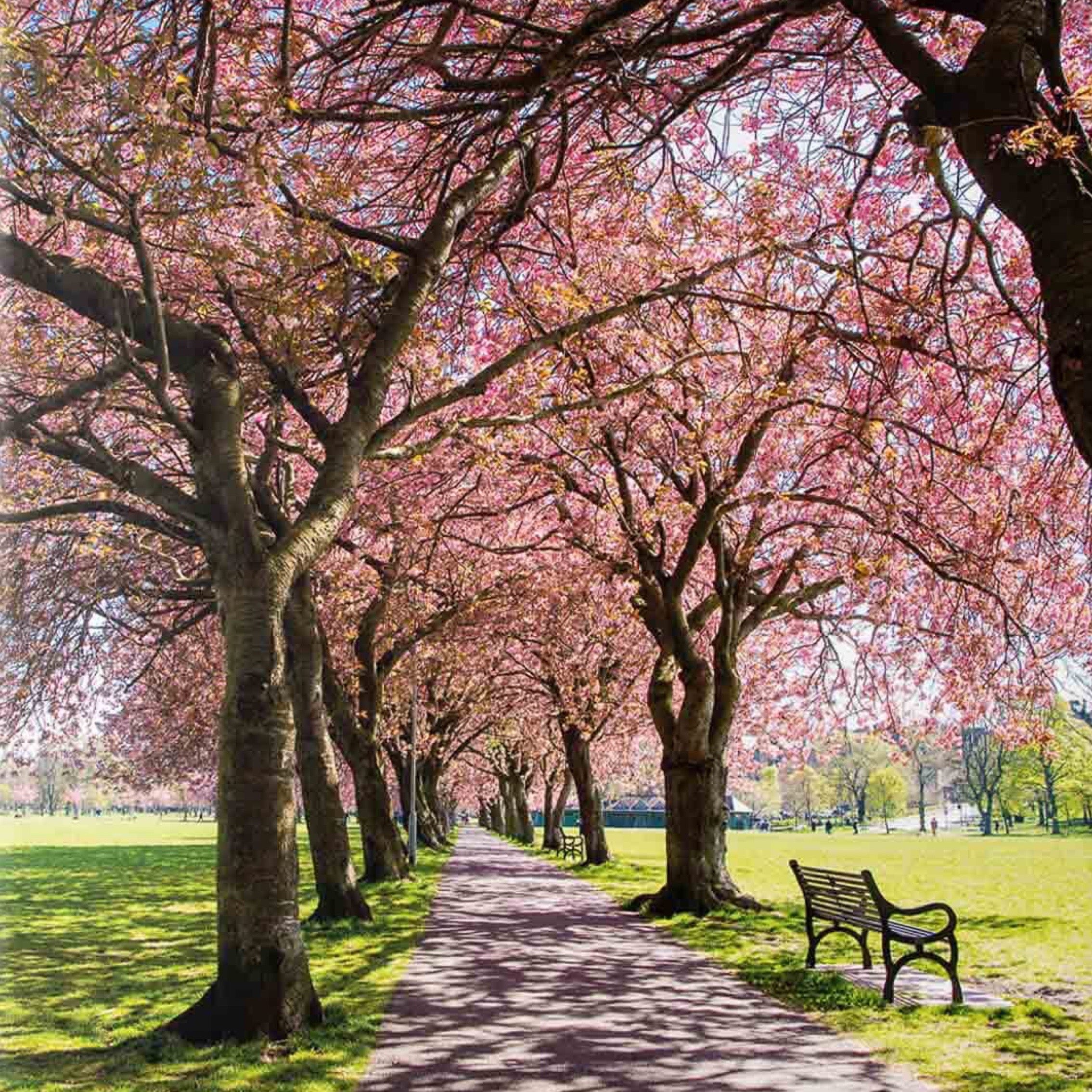 A tree lined path with pink blossom on a ceramic coaster. 