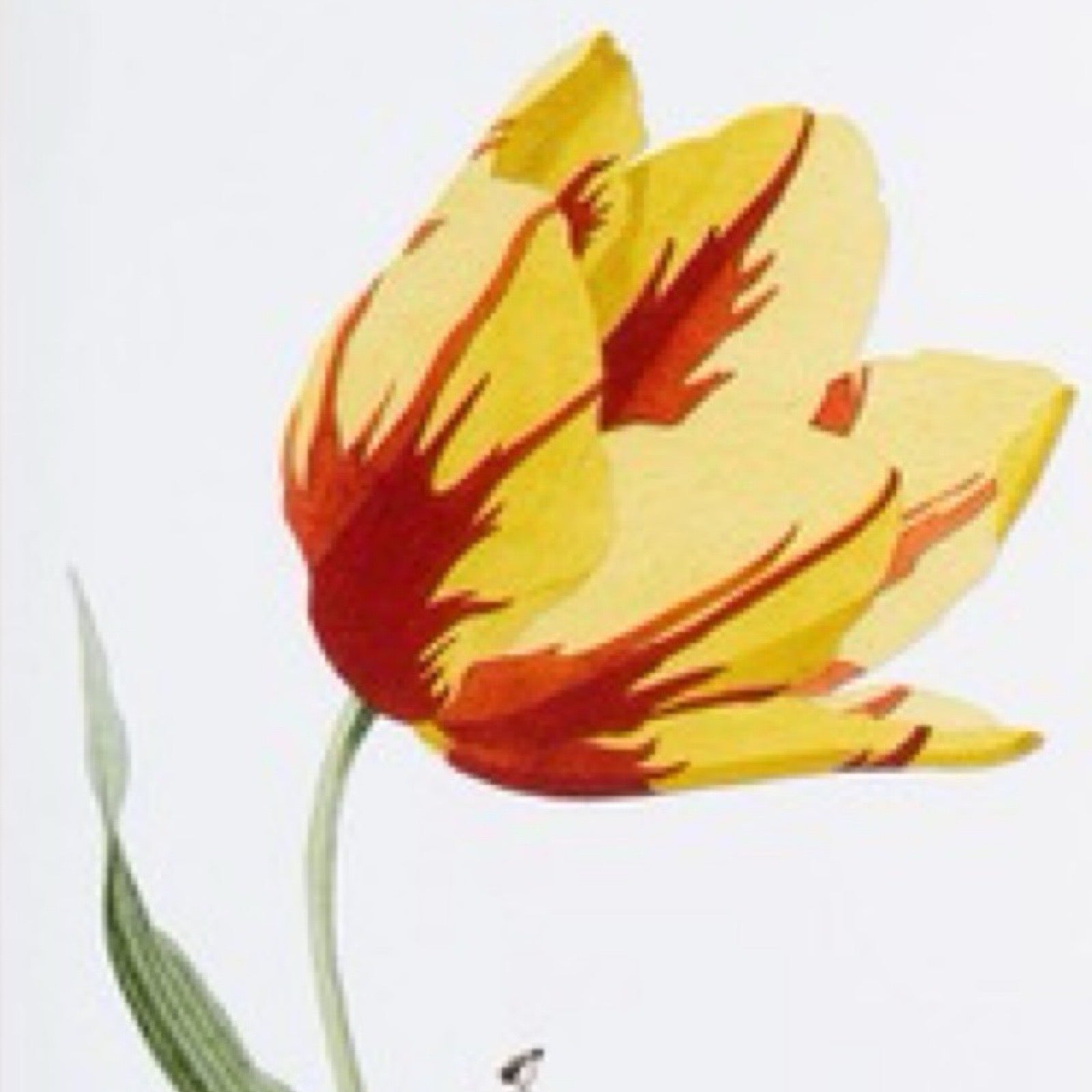 Colourful tulip flower on a white background.