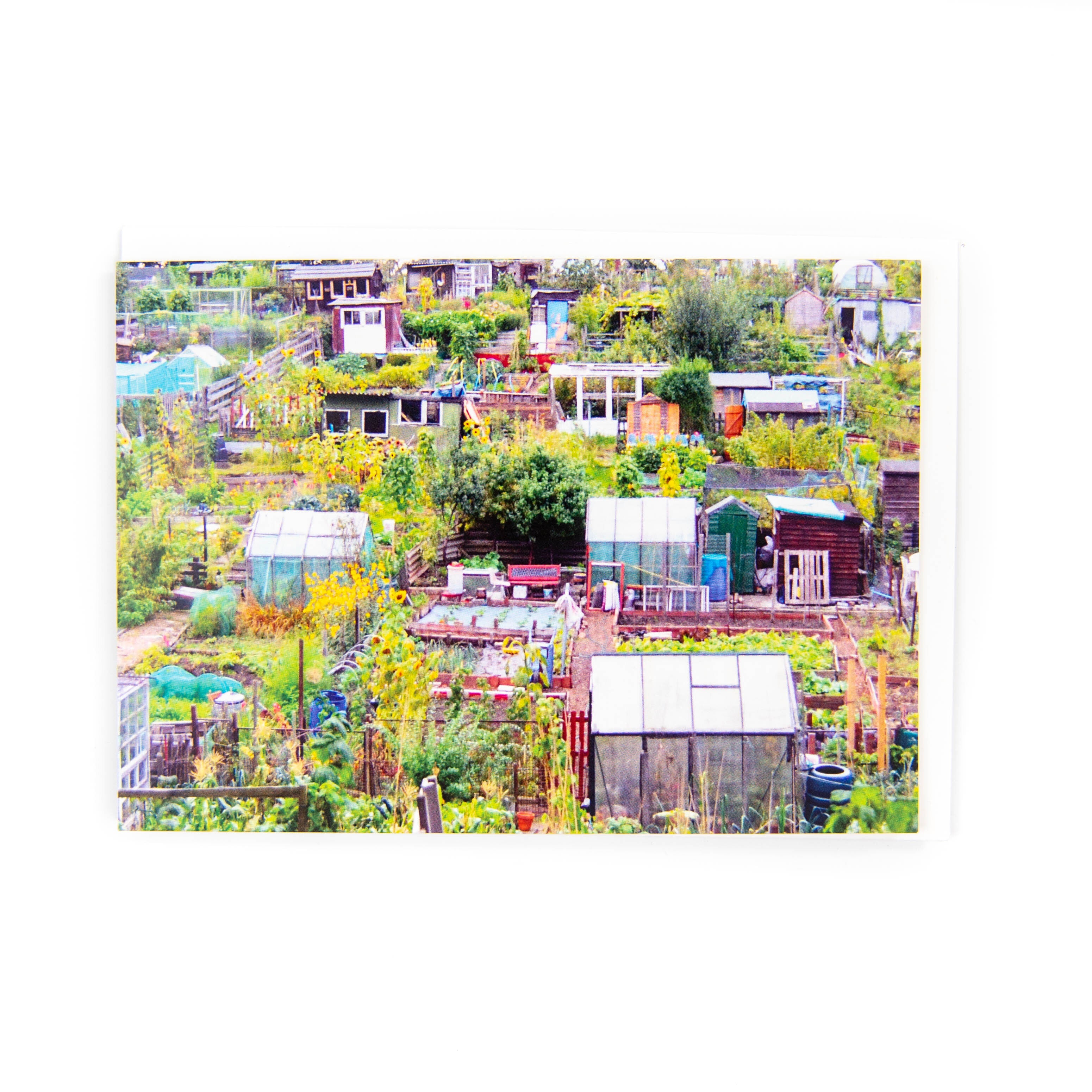 An image of Warriston Allotments, Edinburgh on a greetings card. 