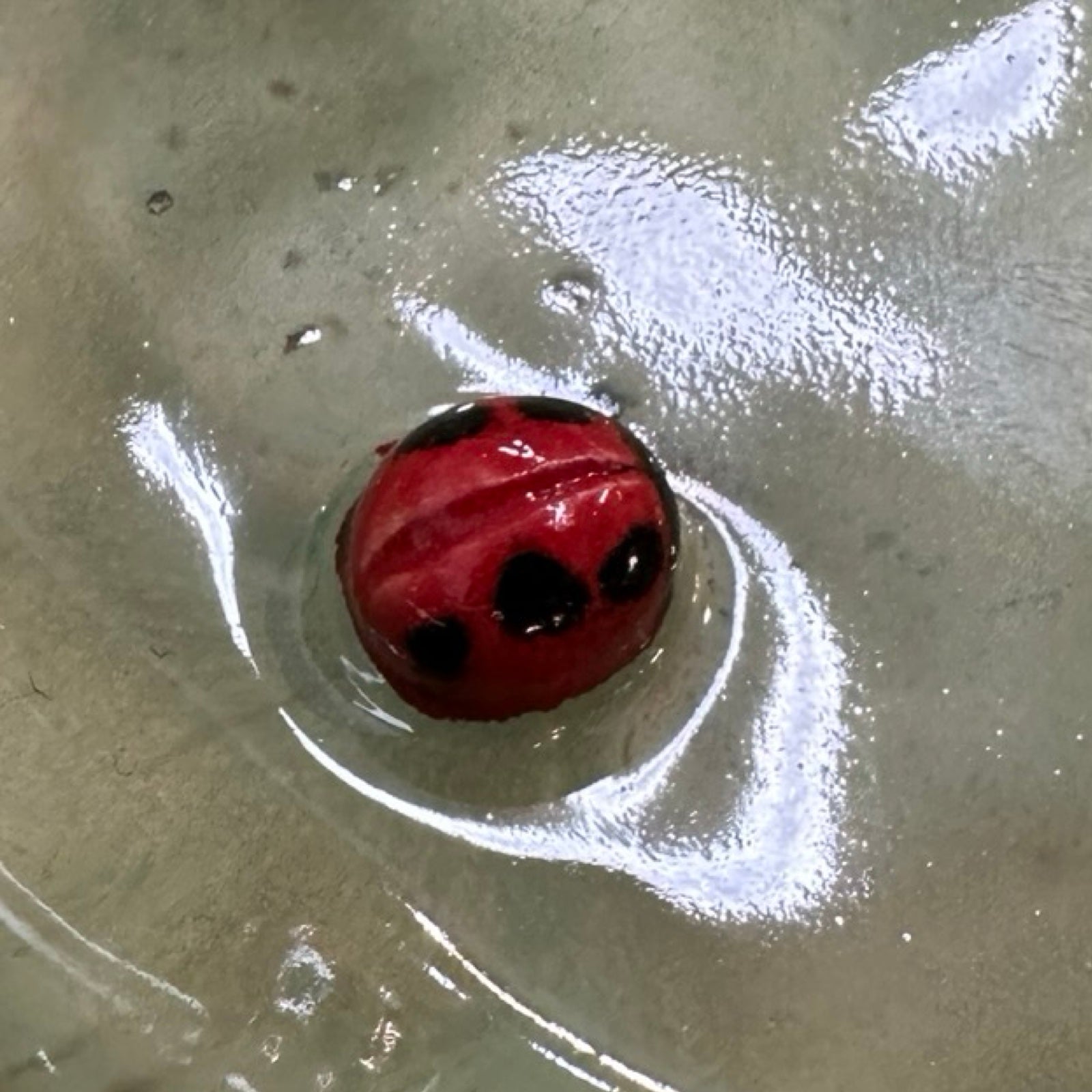 Red ladybird in a trinket dish.