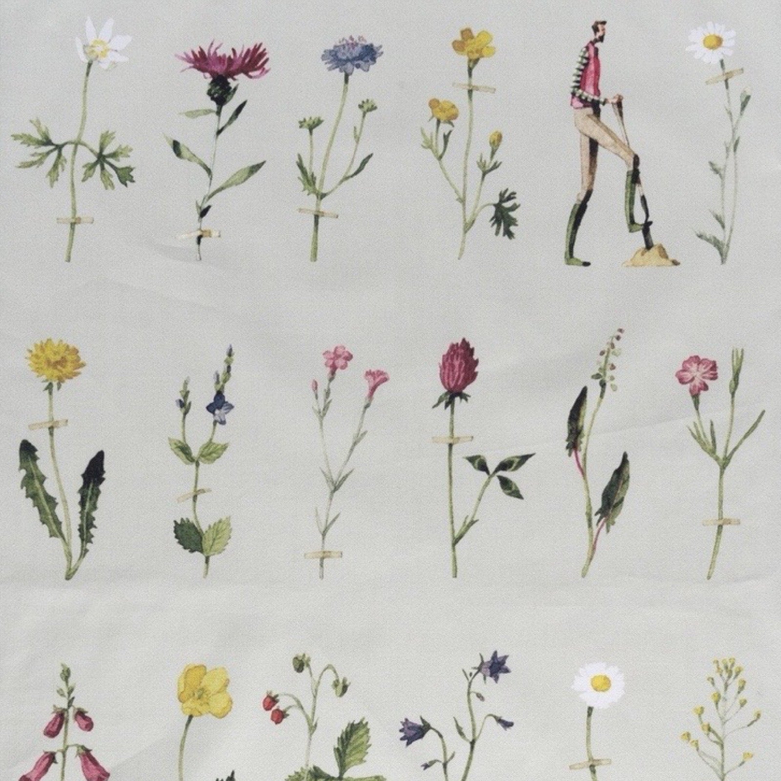 Illustrations of various flowers on a light background.